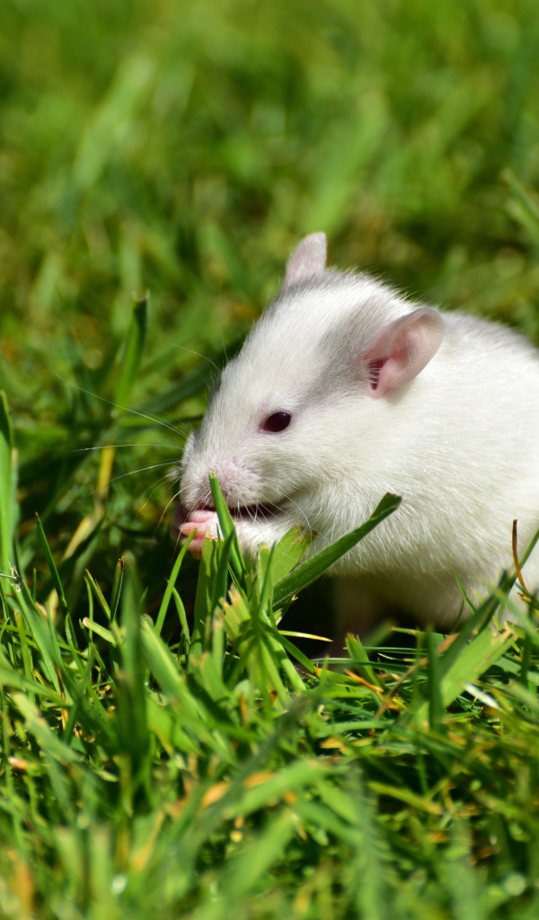 Белая мышь в зеленой траве