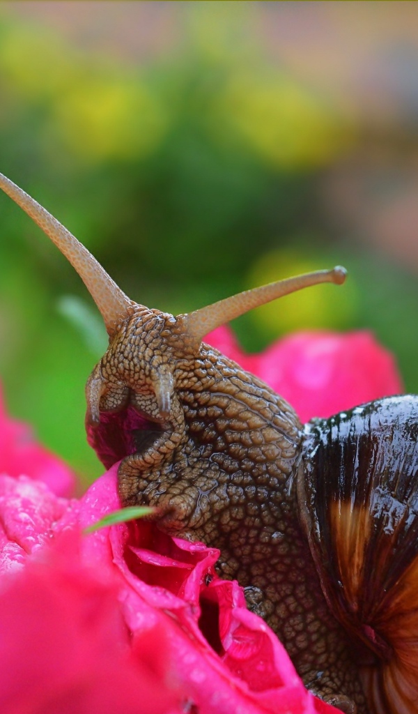 Большая улитка на розовом цветке розы