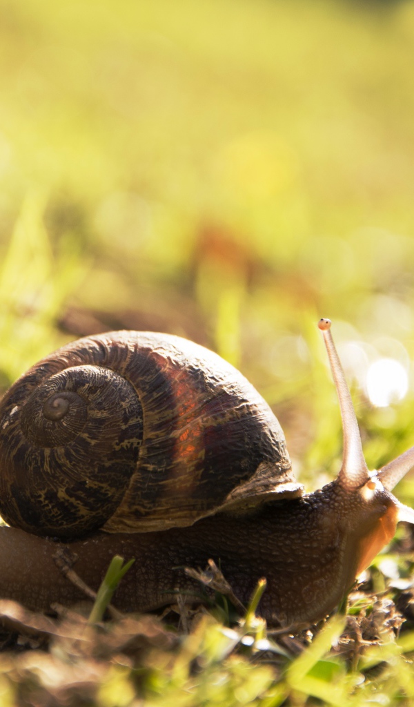 Большая улитка на траве