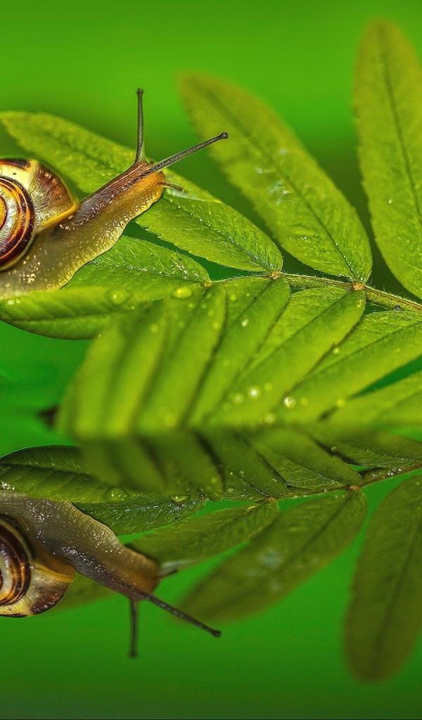 Улитка на зеленом листе в воде 