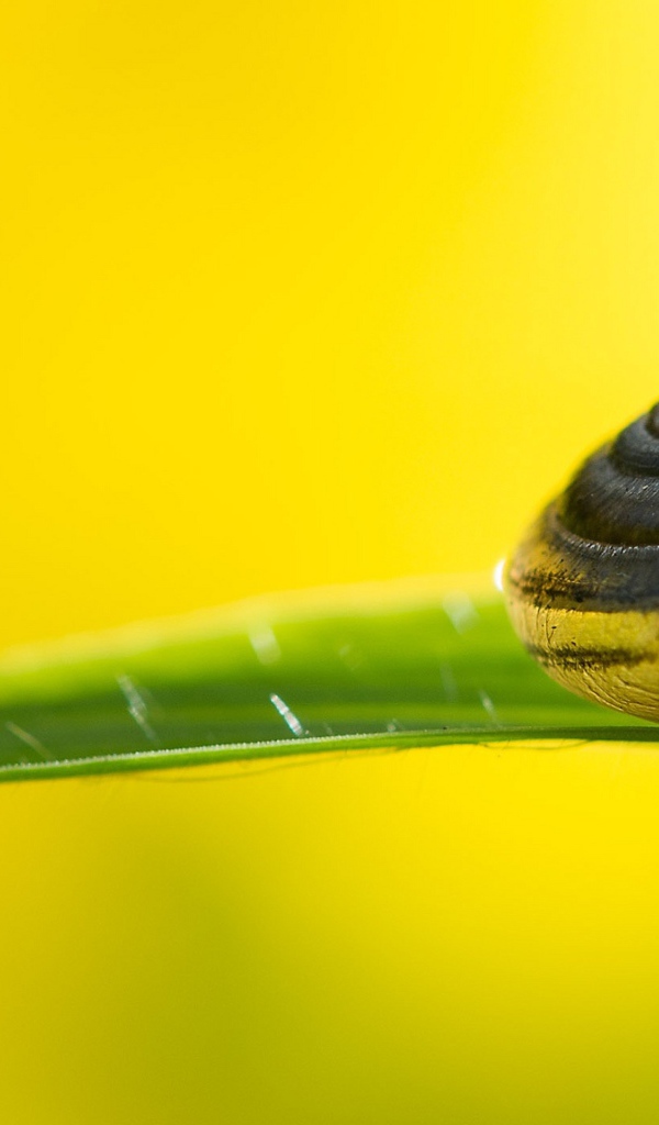 Улитка на зеленом листке на желтом фоне 