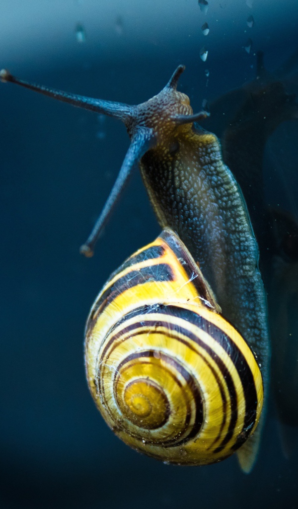 Улитка ползет по стеклу