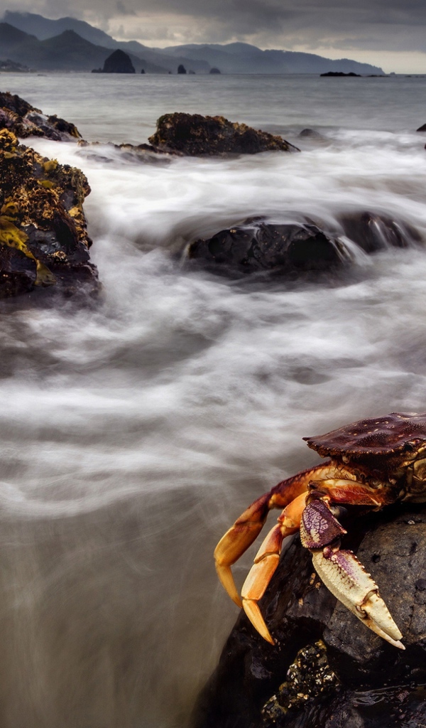Большой краб сидит на камне в море
