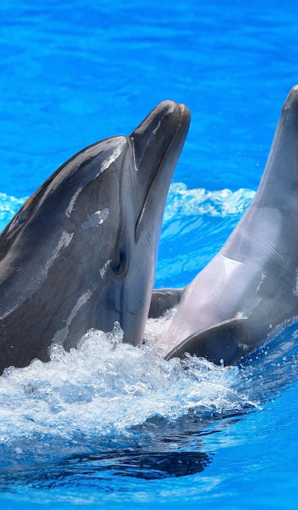 Пара дельфинов плавает в воде 