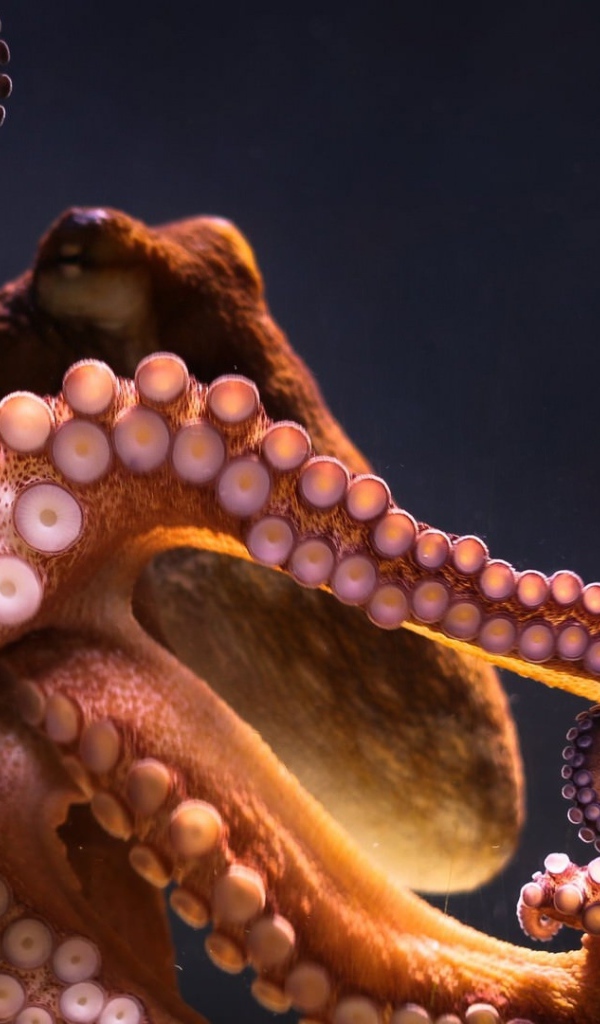 Большой осьминог на сером фоне