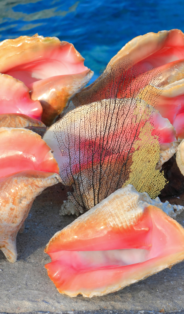 Большие розовые ракушки на песке