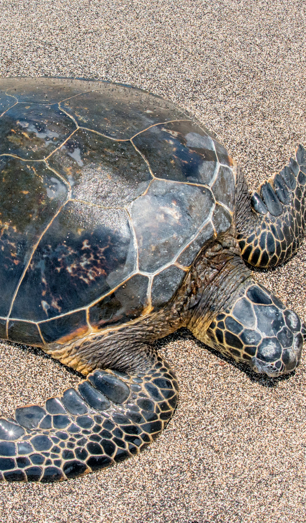 Большая черепаха на песке 
