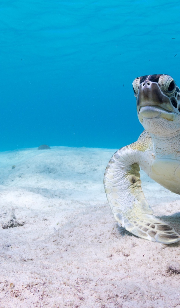 Большая черепаха под водой на песке