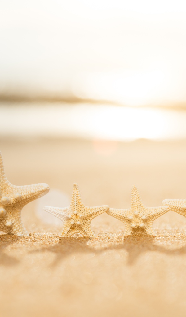 Четыре морские звезды на желтом песке