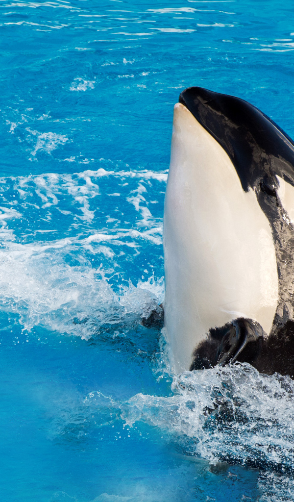 Большая касатка в бассейне 