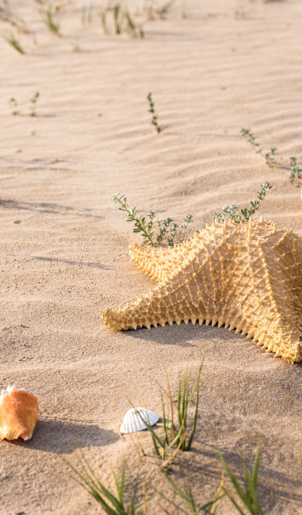 Большая морская звезда и ракушки на песке