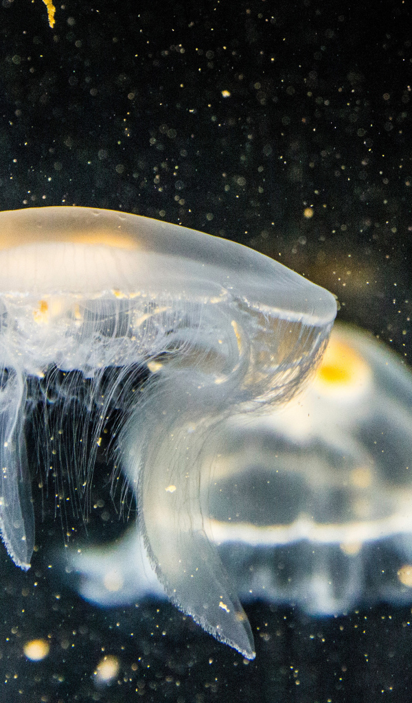 Большие белые медузы в воде на черном фоне