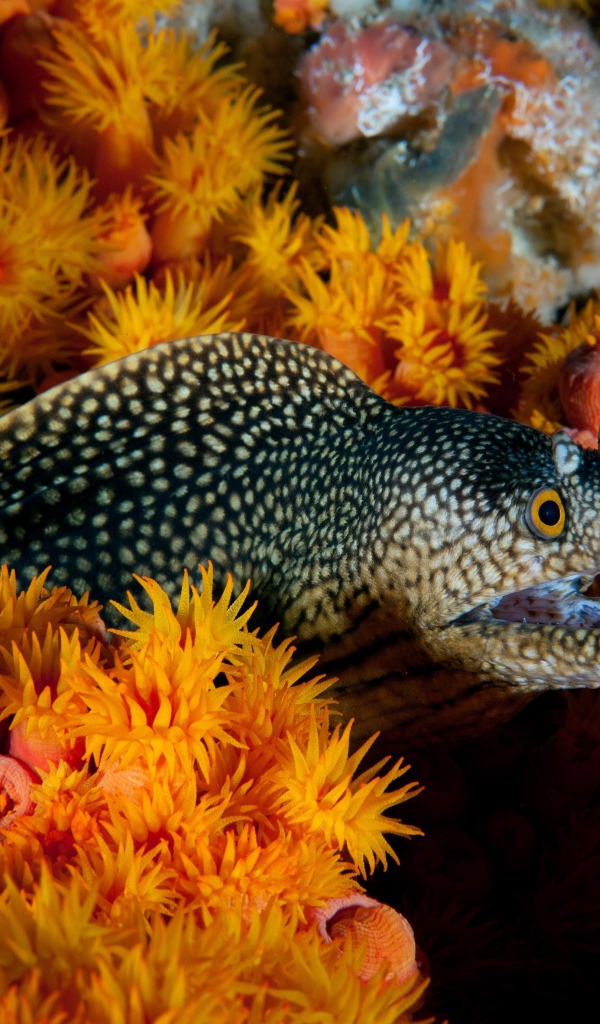 Мурена и морские анемоны под водой