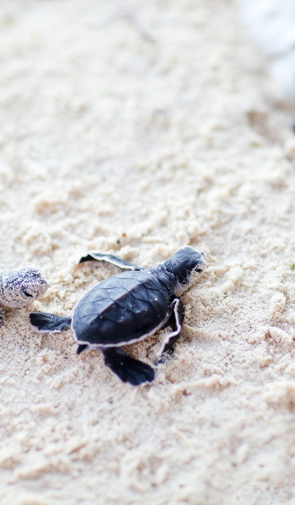 Новорожденные черепахи на песке 