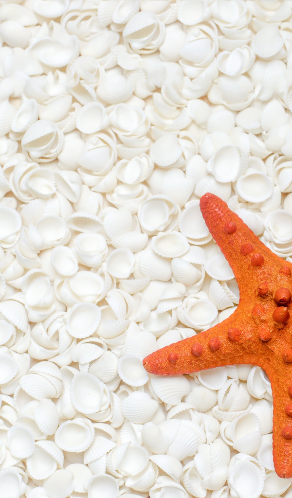 Оранжевая морская звезда лежит на белых ракушках 