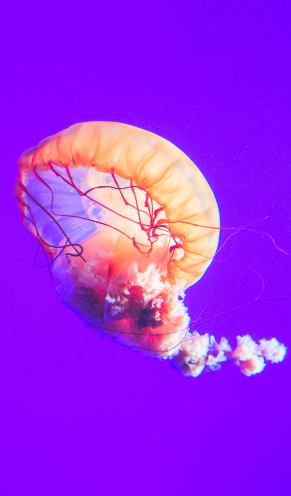 Розовая медуза под водой на фиолетовом фоне