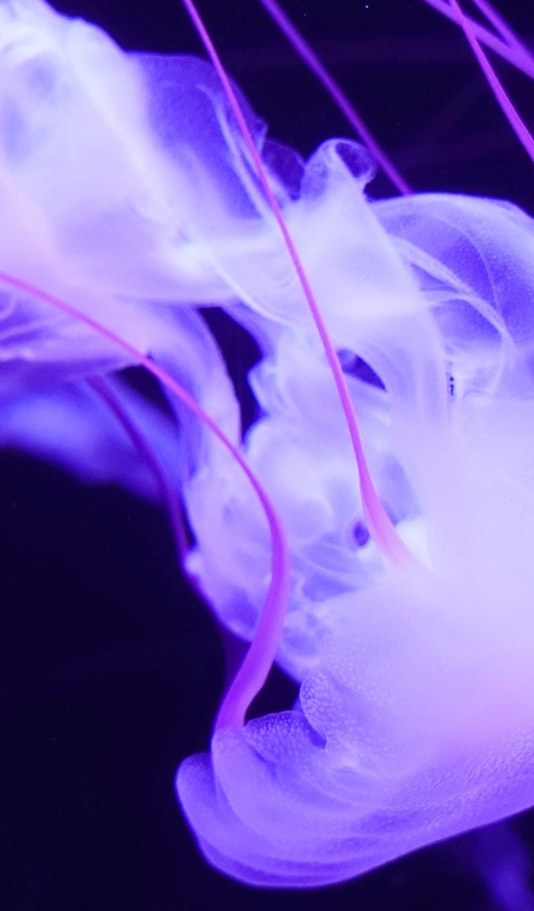 Фиолетовая медуза под водой 