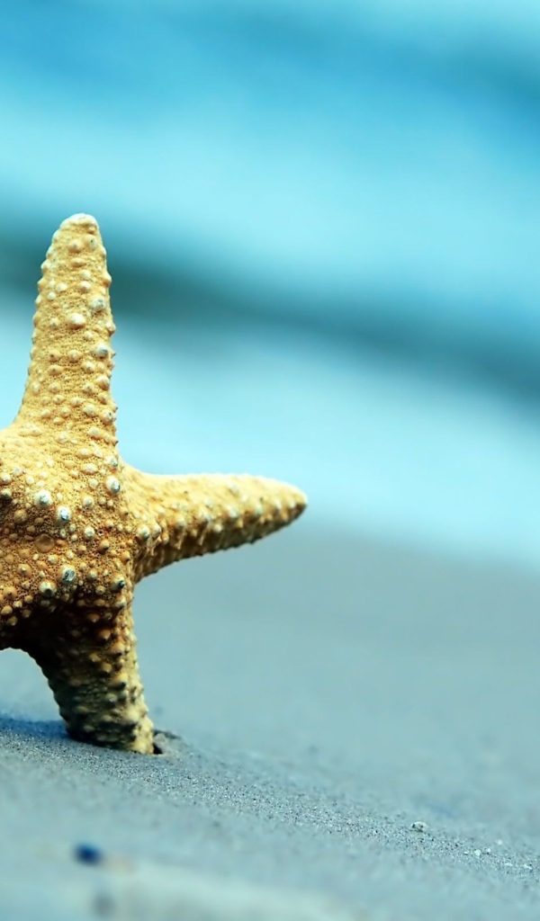 Морская звезда на сером морском песке