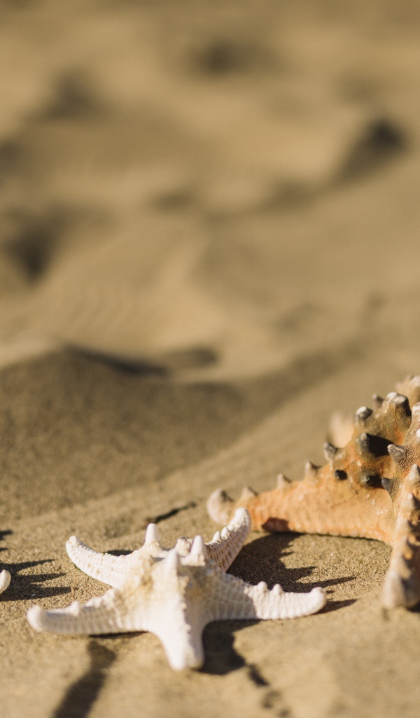 Морские звезды на песке 