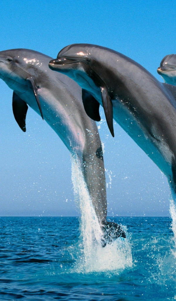 Три дельфина выпрыгивают из воды 