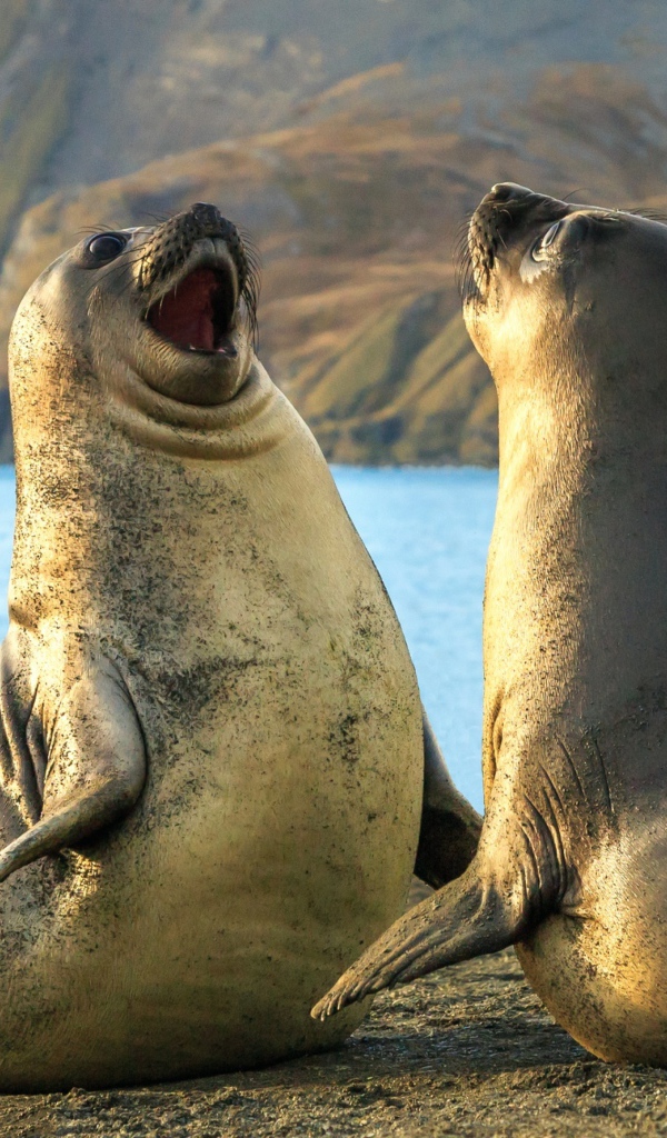 Два морских льва на песке 