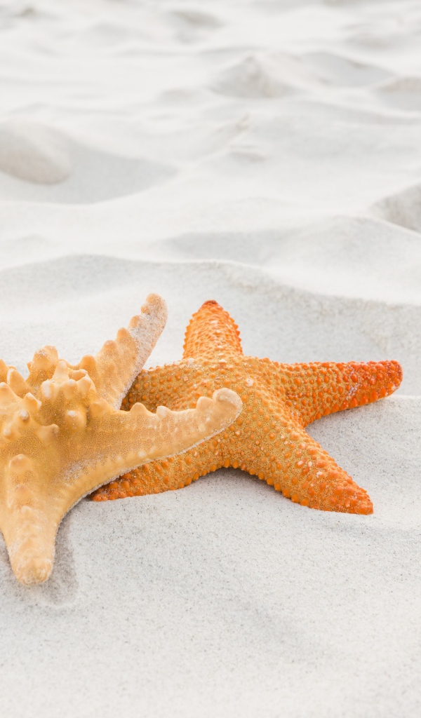 Две морские звезды на белом песке