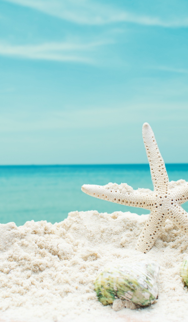 Белая морская звезда на белом песке с ракушками на фоне голубого неба
