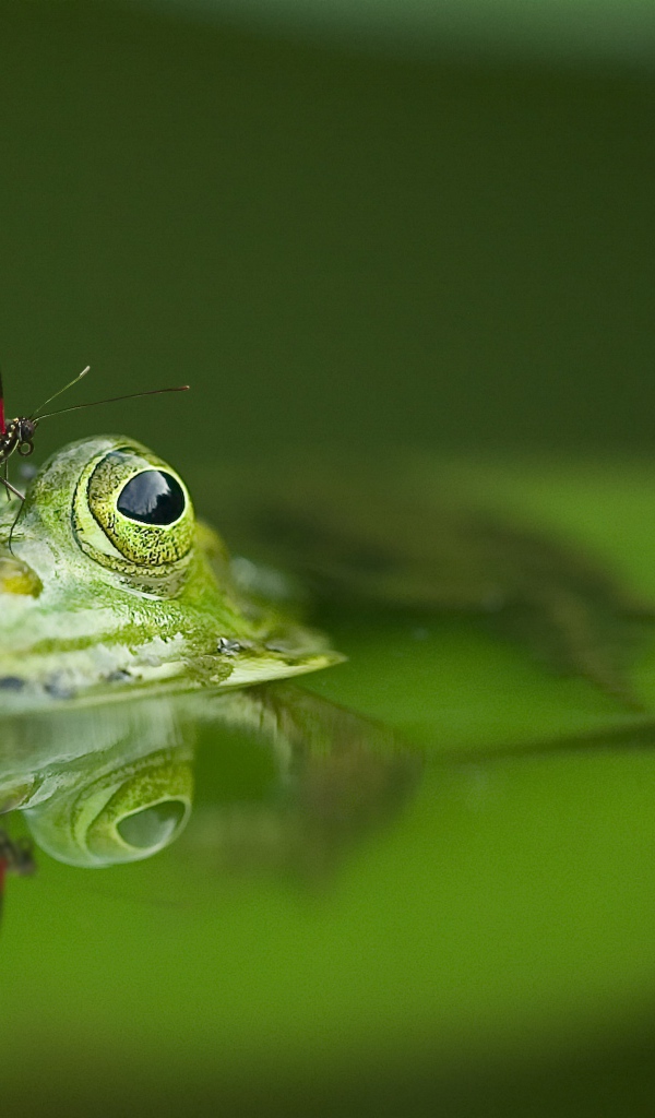 Бабочка сидит на зеленой лягушке в пруду