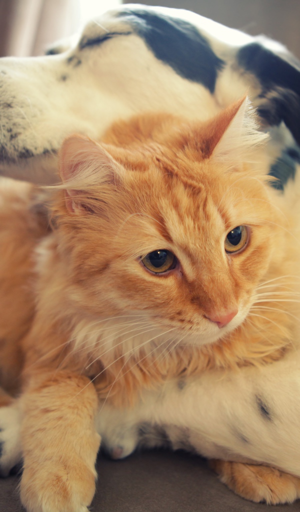 Собака обнимает рыжего кота 