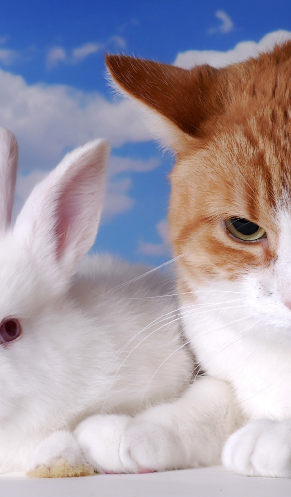 Хмурый рыжий кот и белый декоративный кролик на фоне неба