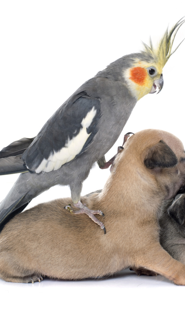 Попугай сидит на двух щенках чихуахуа на белом фоне