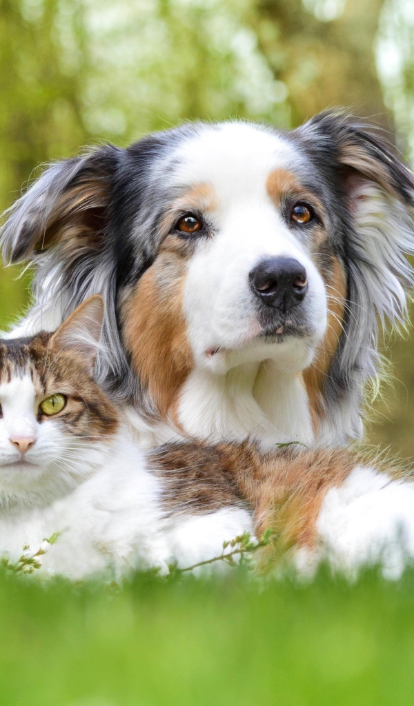 Австралийская овчарка и кот в зеленой траве