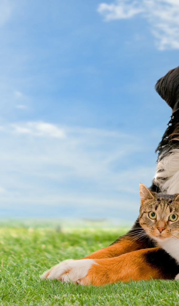 Собака породы Бернский зенненхунд с серым котом на траве