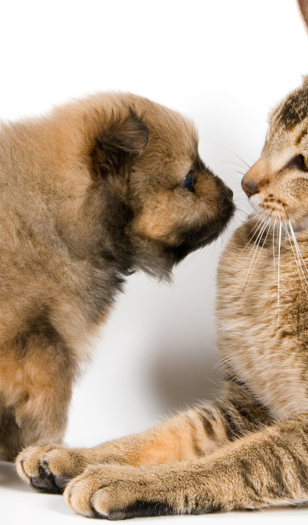 Большой кот со щенком на белом фоне