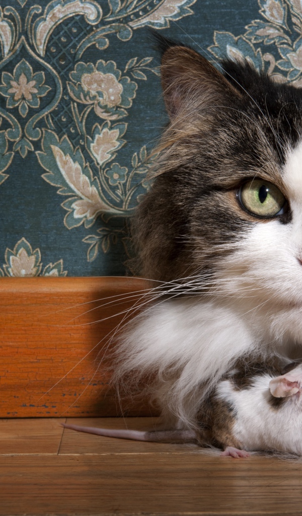 Большая пушистая кошка с мышонком