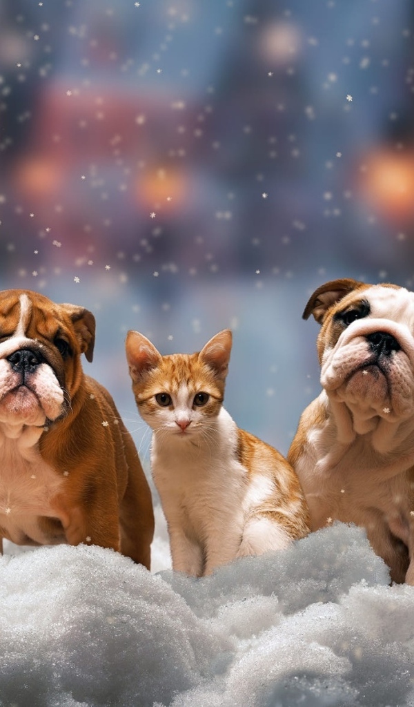 Четыре щенка бульдога и котенок на снегу