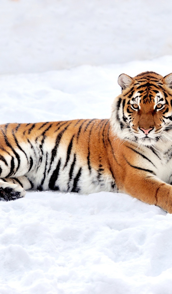 Большой грациозный тигр на снегу