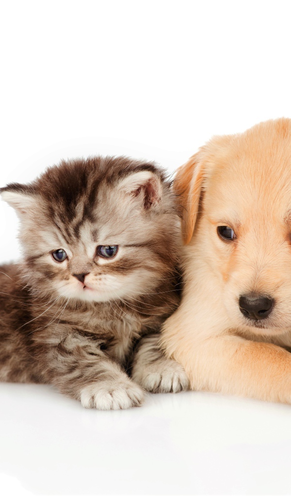 Маленький серый котенок со щенком на белом фоне