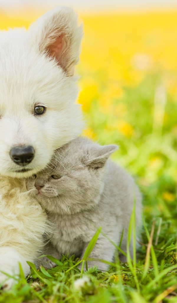 Маленький белый щенок с серым котенком на траве 