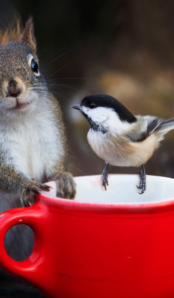Белка и воробей у красной чашки 