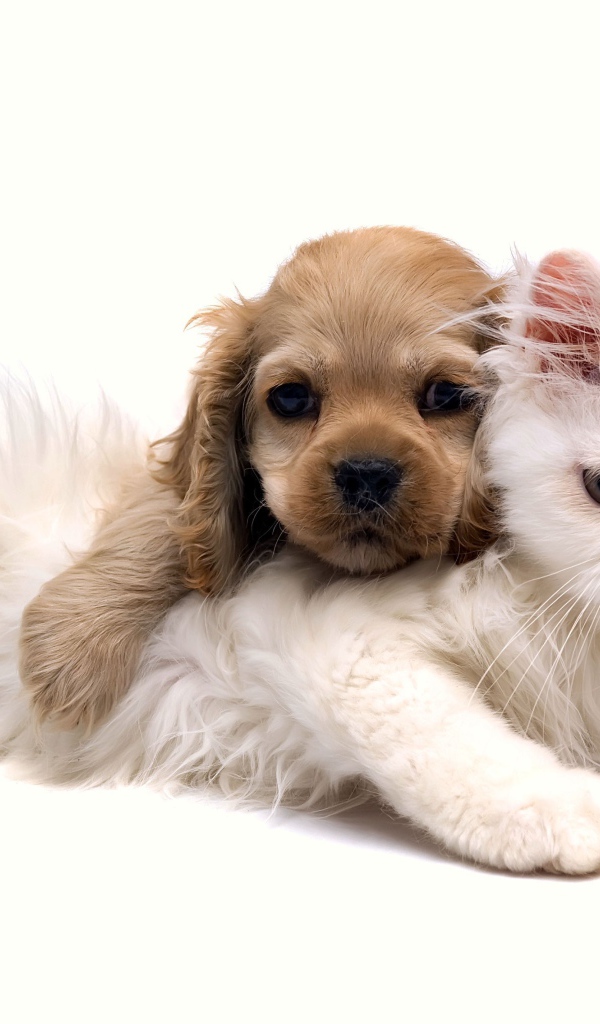 Белый кот с щенком на белом фоне