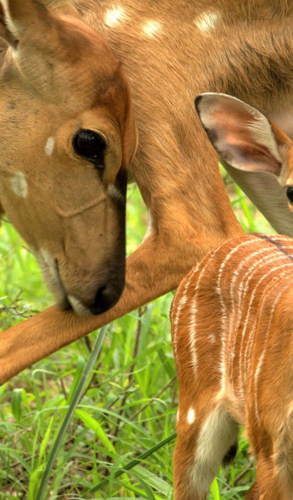 Олениха с маленьким олененком на зеленой траве
