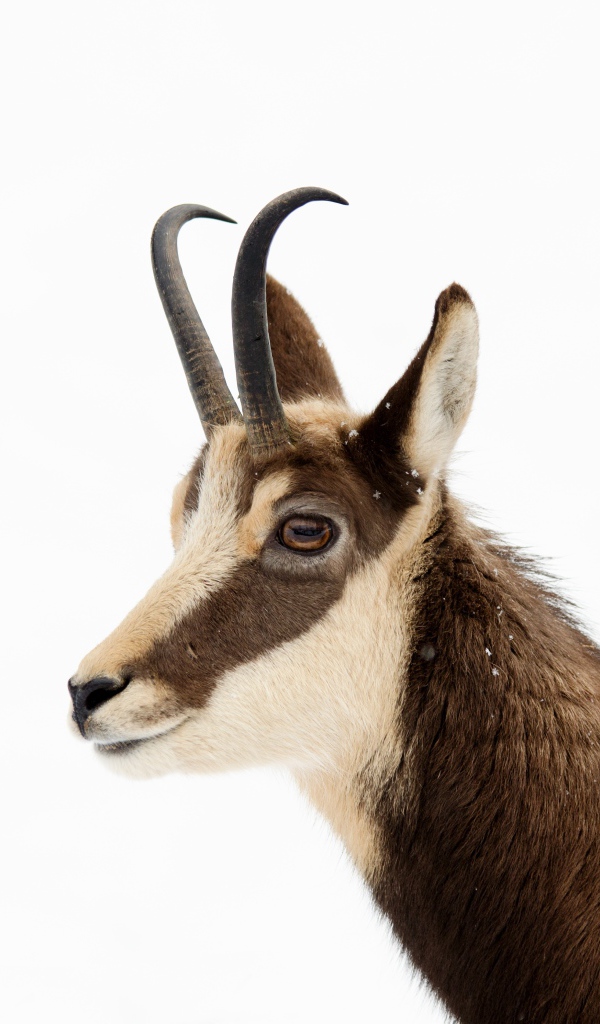 Антилопа на белом фоне