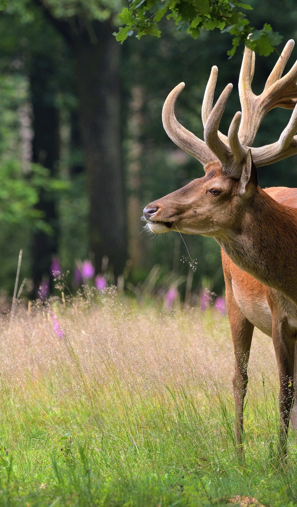 Большой олень в зеленом лесу 