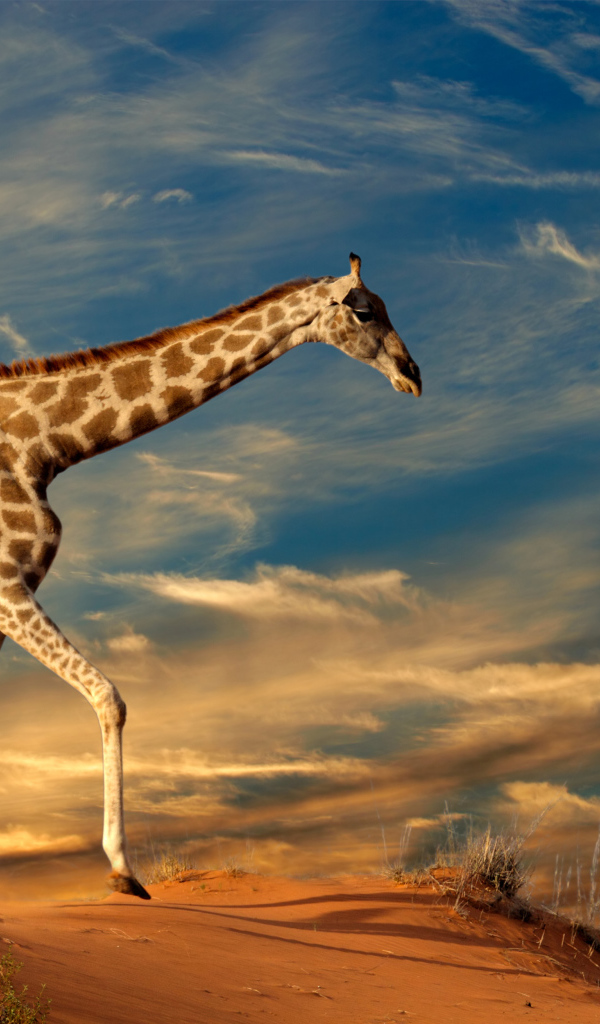 Большой жираф под красивым облачным небом