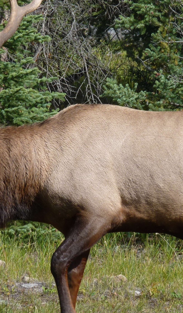 Олень с большими рогами в лесу