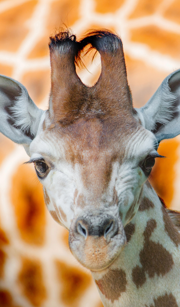 Морда жирафа крупным планом 