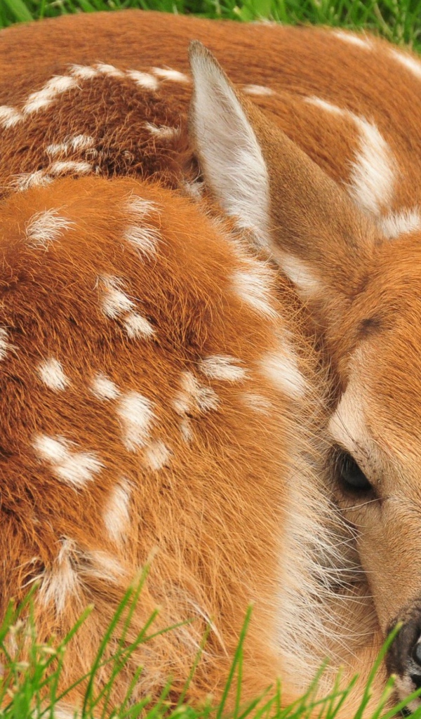 Маленький олененок лежит в зеленой траве