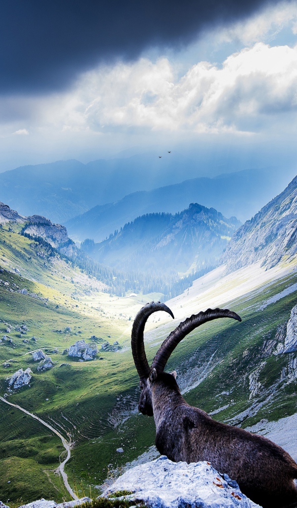 Горный козел лежит на камнях в горах на фоне неба