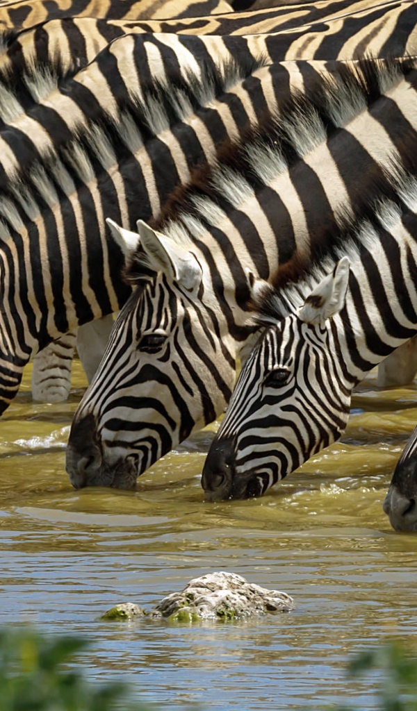 Полосатые зебры у водопоя летом